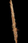 Upright sedge